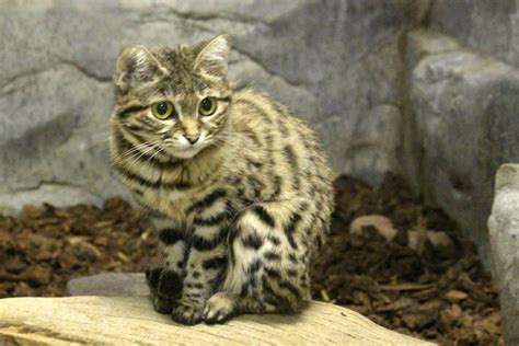 Black-footed Cat - ZooChat