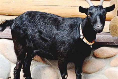 10 Most Demanding Goat Breeds for Milk and Meat in India