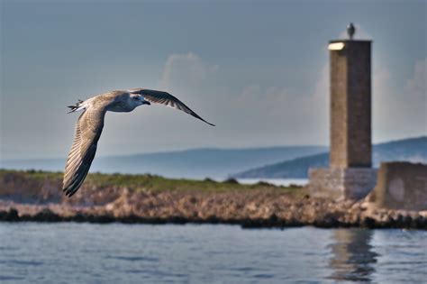 Gull Sea Flying - Free photo on Pixabay - Pixabay