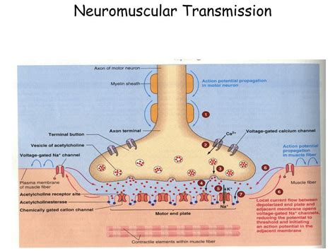 Anatomy Of Neuromuscular Junction - Anatomy Reading Source