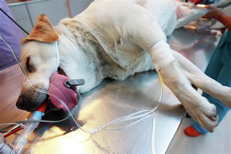 Veterinary Surgery Photograph by Mauro Fermariello/science Photo Library - Fine Art America