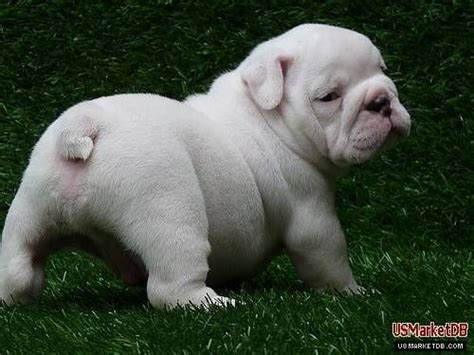 White English Bulldog … | Bulldog puppies, English bulldog puppies, Bulldog