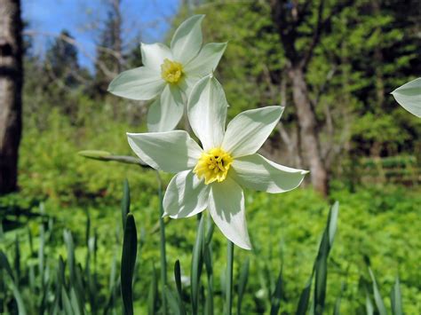 Narcissus | Narcissus, Plants, Garden