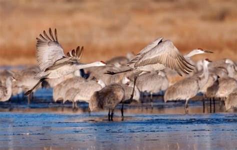 Sandhill Cranes on the Platte River Stock Photo - Image of morning ...