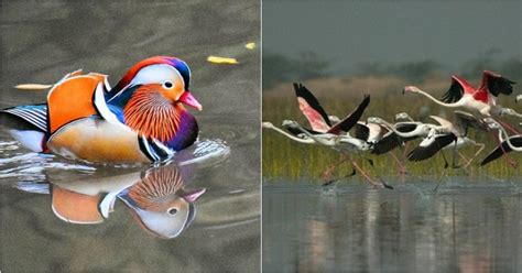 After Mandarin Duck In Assam, Eurosiberian Migratory Birds In Chhattisgarh Delight Birdwatchers