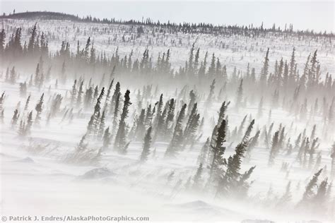 Abiotic Factors - The Tundra: A Frozen Desert