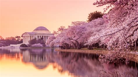 How to See the Washington, D.C., Cherry Blossoms This Year | Condé Nast ...