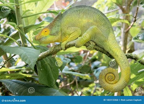 Madagascar Chameleon Stock Photography | CartoonDealer.com #43322120