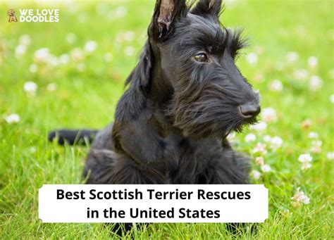 8 Best Scottish Terrier Rescues in the United States! (2023) - We Love Doodles