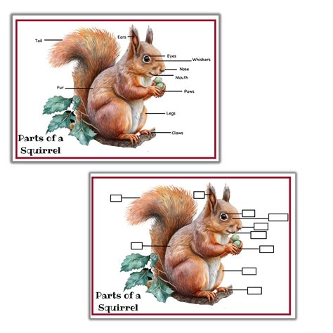 Squirrel Unit Study Squirrel Life Cycle Squirrel Anatomy - Etsy