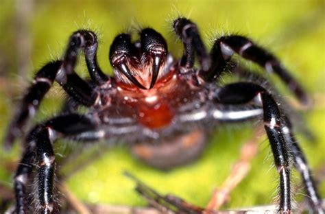 World's Deadliest Spider Can Alter Lethality of Venom » Explorersweb