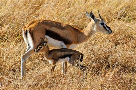 Photograph Newborn Thomson's Gazelle by Fly Traveler on 500px