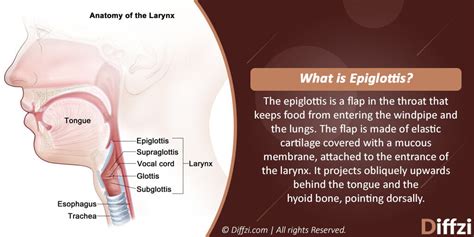 Is epiglottitis contagious: Causes, Treatment, Symptoms, vs. Croup & Diagnosis