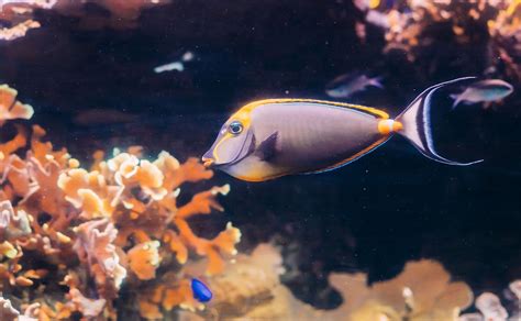 Surgeonfish - Ocean Animals