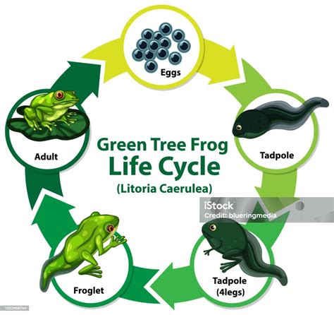 Diagram Showing Life Cycle Of Frog Stock Illustration - Download Image ...