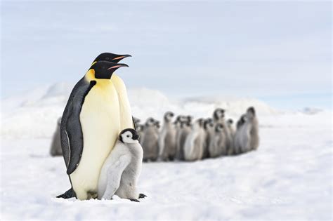 Exploring Antarctica with an adventurous expedition | Luxury Lifestyle ...