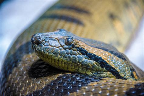 11 Snakes That Give Live Birth (Don't Lay Eggs) And Why