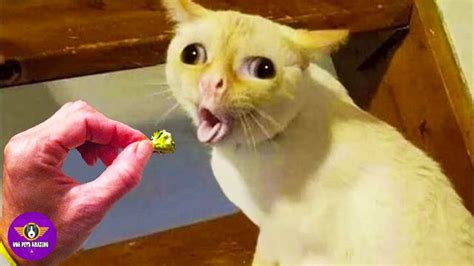 Funny Cats Reaction 😹 Don't try to stop laughing 🤣 Cats In Funny Situati... | Funny animals ...