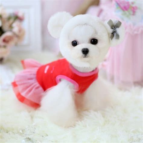 Chicpaw For Teacup Dogs Puppy Coat Chihuahua Red Bear Pet Clothes