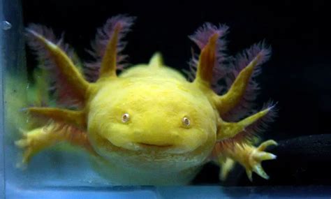 How Long Can An Axolotl Survive Out of Water? - Animal World Facts