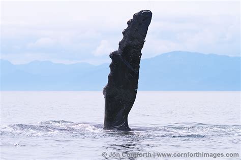 Humpback Whale Pectoral Fin 22 Photo, Picture, Print | Cornforth Images