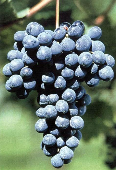 Vini Barbera DOC | Ancora in cucina