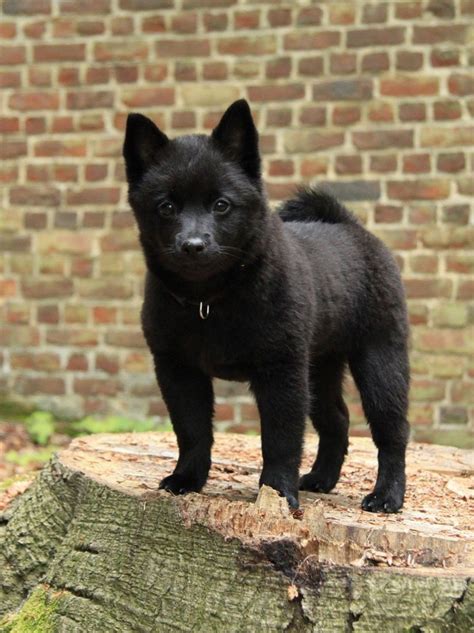 Schipperke vs Japanese Spitz - Breed Comparison | MyDogBreeds