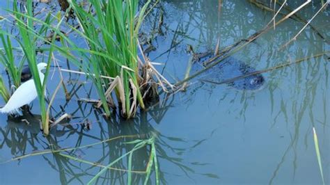 308 Gator Scale Stock Video Footage - 4K and HD Video Clips | Shutterstock