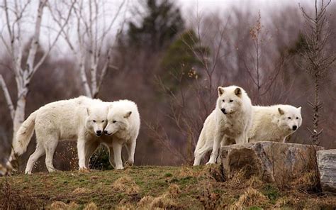 HD Arctic Wolf Pack Wallpaper | Download Free - 117451