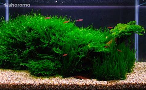 Can Java Moss Grow on Gravel? - Aquariumia