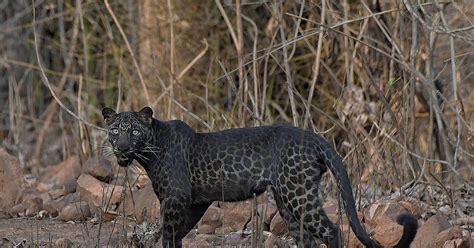 Rare Black Leopard Spotted in India | Baby snow leopard, Cute little ...