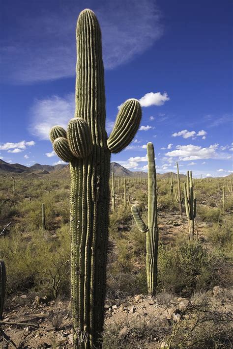 cactus, desert, saguaro, dry, nature, southwest, arizona, cacti, sky, outdoors, western | Pikist