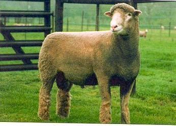 Dorset Sheep Breed Information, History & Facts - RaisingSheep.net