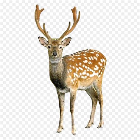 Deer clipart hiran, Deer hiran Transparent FREE for download on ...