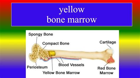 what is yellow bone marrow? - YouTube