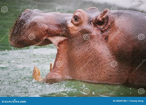 Hippo yawning in water stock photo. Image of yawn, amphibians - 60849788