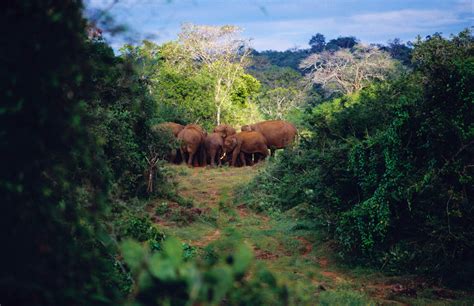 Mudumalai Tiger Reserve travel | Tamil Nadu, India - Lonely Planet