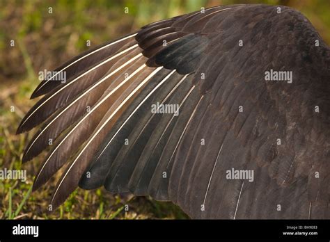 Close up of Black Vulture wing and feathers Stock Photo - Alamy