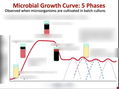 microbial growth curve: 5 phases Diagram | Quizlet