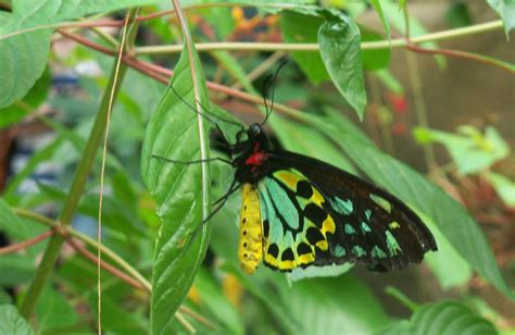 Butterfly house at the Omaha zoo