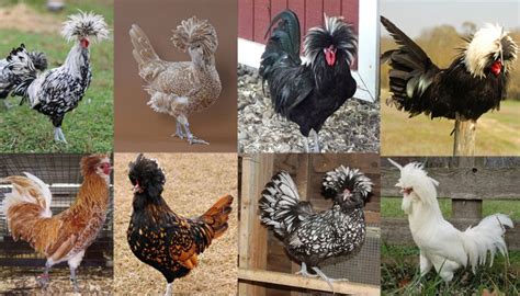 Polish Chicken Breed – Everything You Need to Know