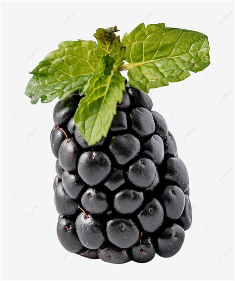 Fruta Amora PNG , Amora Silvestre, Fruta, Fresco PNG Imagem para download gratuito