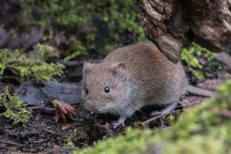 Bank Vole caught out in the open | Bank Voles are often conf… | Flickr