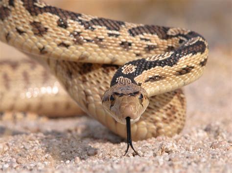 Desert Rattlesnake