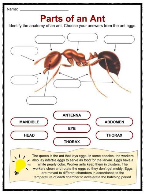 Ant Facts, Worksheets & Information For Kids | Insects for kids, Ants, Facts for kids