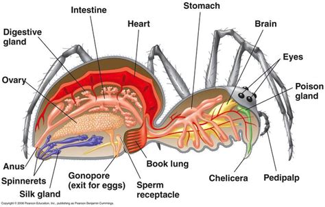 Arachnid Anatomy 101 – The Spider Lady