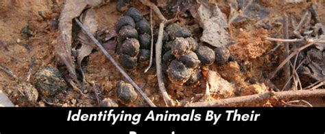 How To Identify Types of Animal Droppings | Critter Control of the Triangle