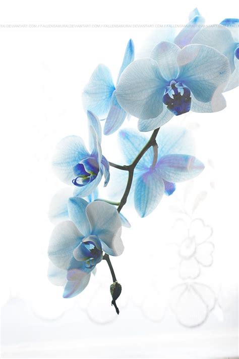 Light blue orchid | Orchids painting, Blue orchids, Orchids