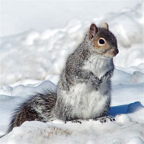 Squirrel in snow