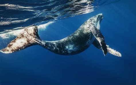 🔥 [60+] Beautiful Whales Desktop Wallpapers | WallpaperSafari